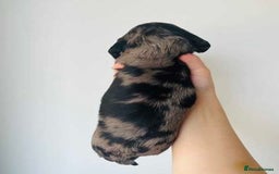 Miniature Dachshund dogs for sale: Pretty silver dapple doxies get urs home - Image 7