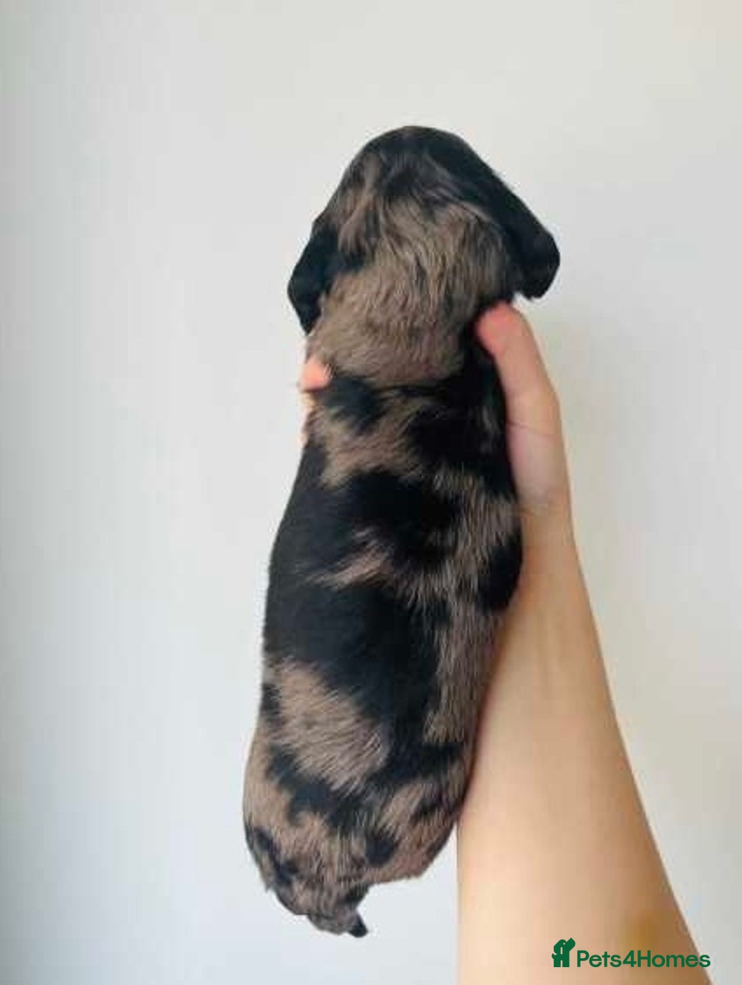 Miniature Dachshund dogs for sale: Pretty silver dapple doxies get urs home - Image 7