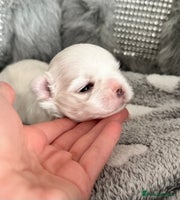 Maltese dogs - Advert 14