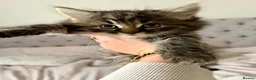 Mixed Breed cats for sale: Kittens looking for new home in Mansfield - Advert 3