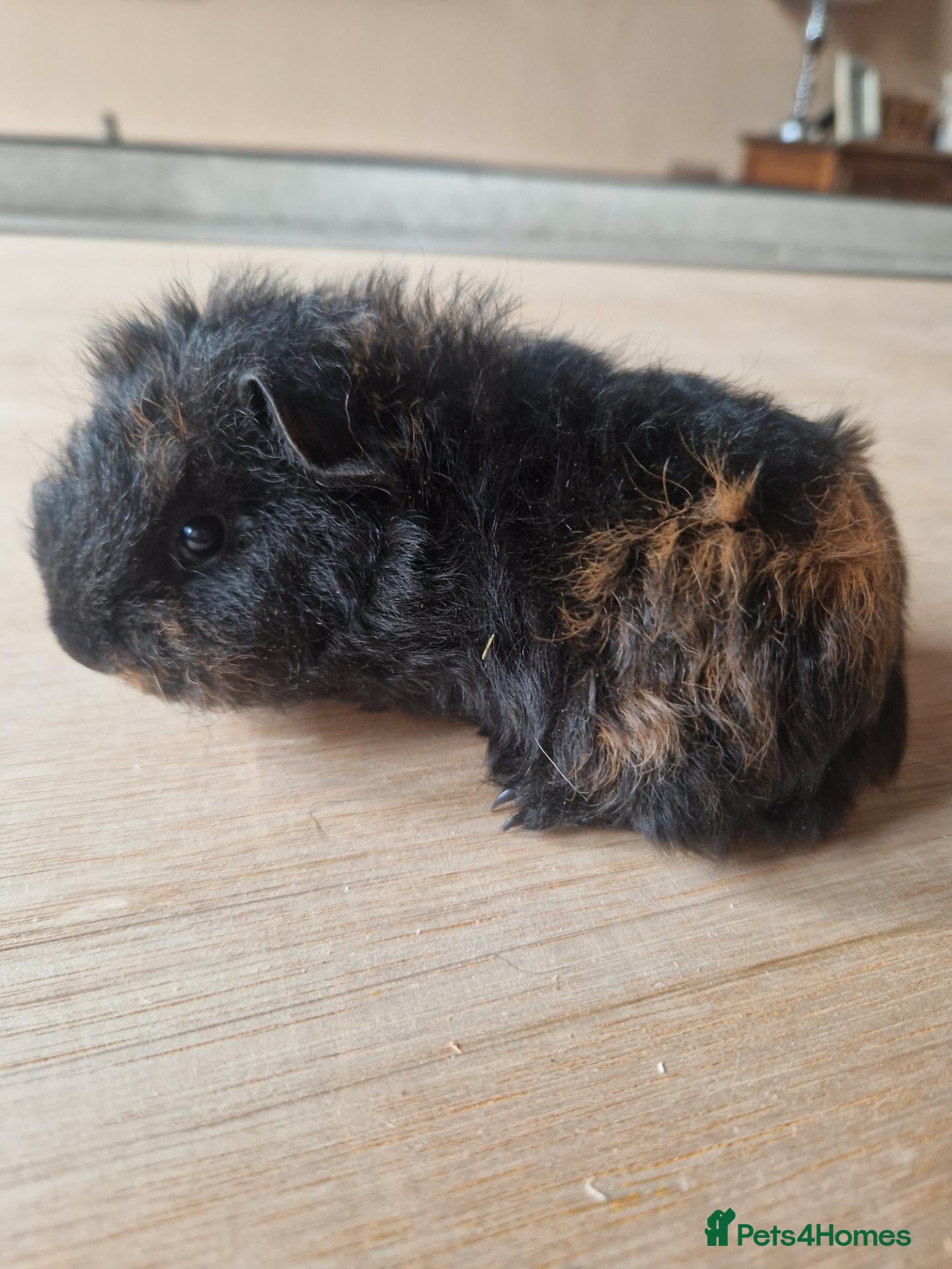 Guinea Pig rodents 2 Baby Boy Guinea Pigs - Advert 21