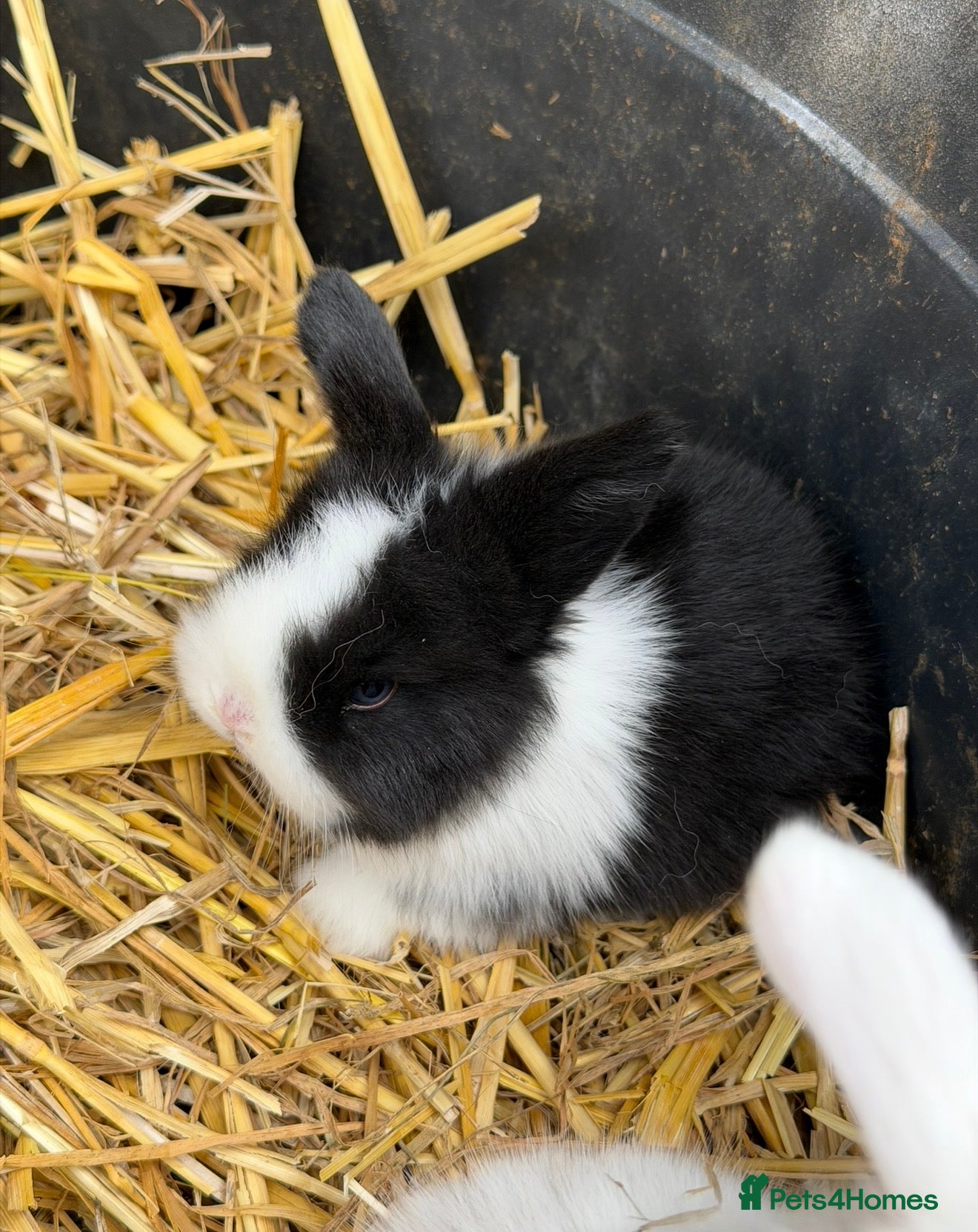 Mini Lop rabbits Pure Mini Lop babies - variety of colours + BEW - Advert 2