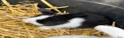 Mini Lop rabbits for sale: Pure Mini Lop babies - variety of colours + BEW in Hemel Hempstead - Advert 2