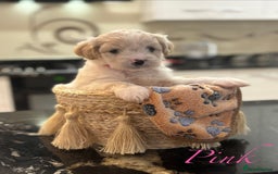 Mixed Breed dogs for sale: Peke-a-Chon puppies 🐶  - Image 12