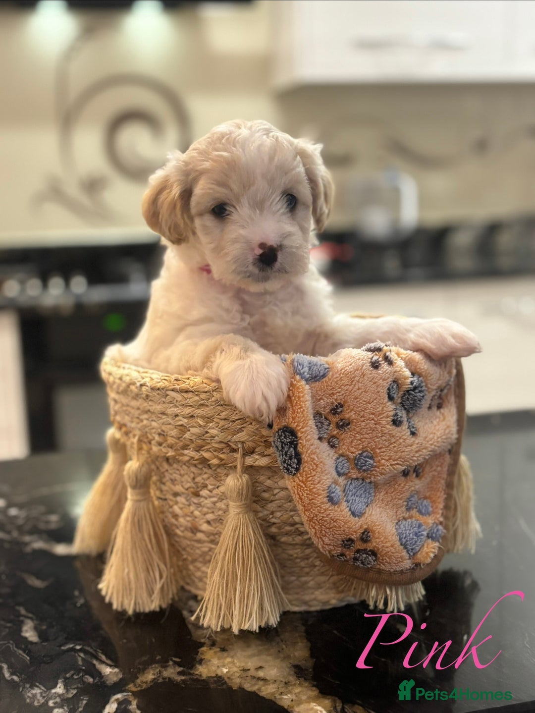 Mixed Breed dogs for sale: Peke-a-Chon puppies 🐶  - Image 12