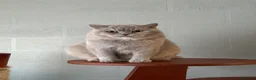 British Shorthair cats for sale: TICA British Shorthair  - Advert 3