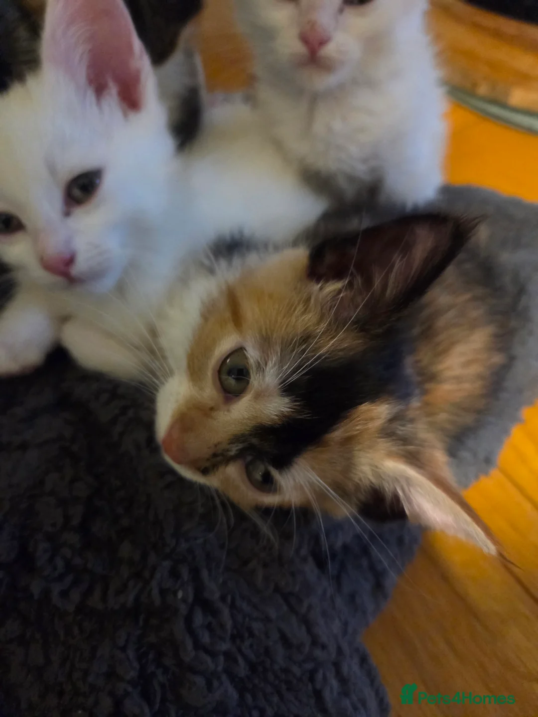 Mixed Breed cats for sale: Kittens  - Advert 17