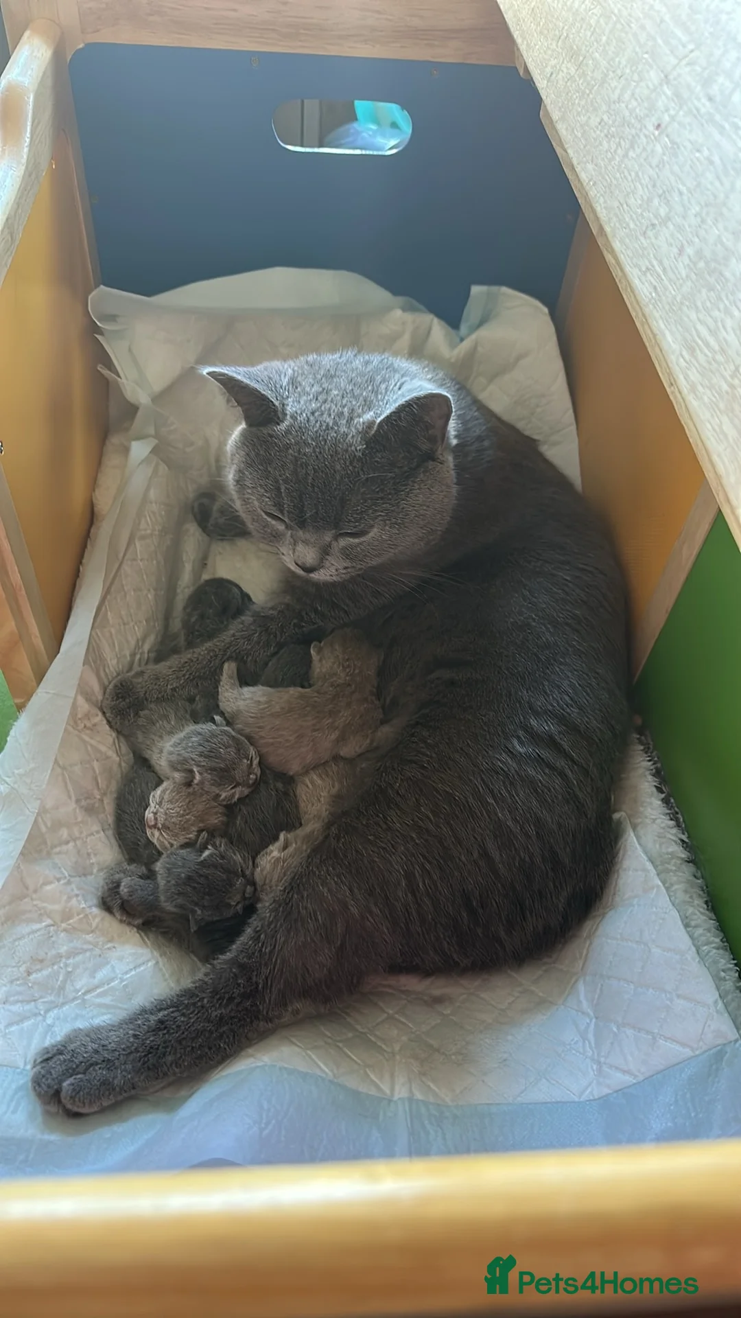 British Shorthair cats for sale: “Adorable kittens ready for loving homes - Advert 1