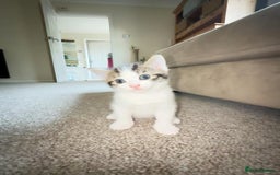 Bengal cats for sale: Kittens for sale- Ready soon 🐾 🩷💙 - Image 6
