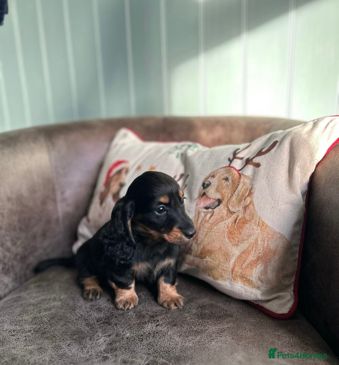 Miniature Dachshund dogs for sale: Miniature longhaired dachshunds  - Advert 7