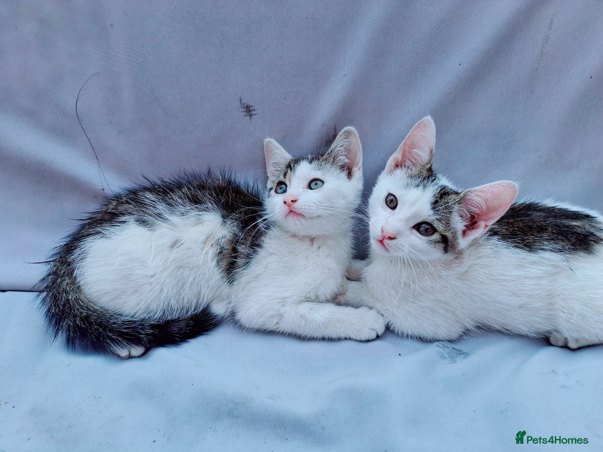 Domestic Shorthair cats 2 Beautiful kittens  - Advert 15