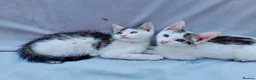 Domestic Shorthair cats for sale: 2 Beautiful kittens  - Advert 1