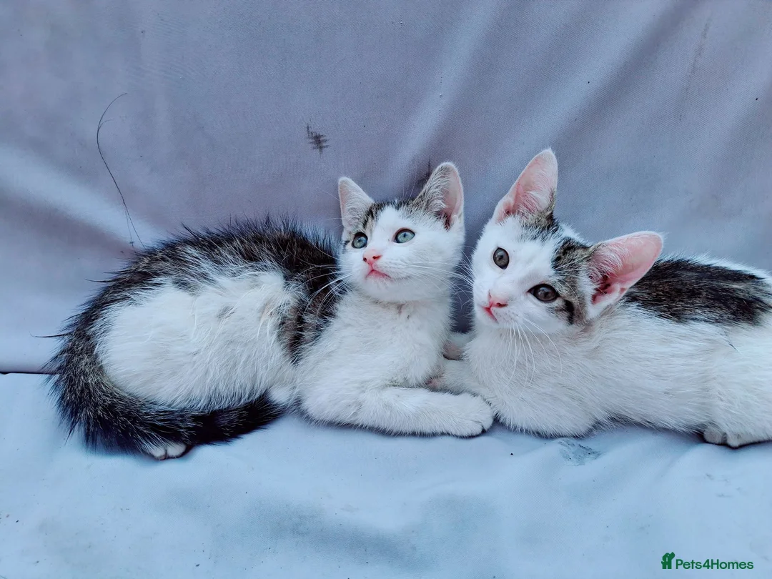 Domestic Shorthair cats for sale: 2 Beautiful kittens  - Advert 1