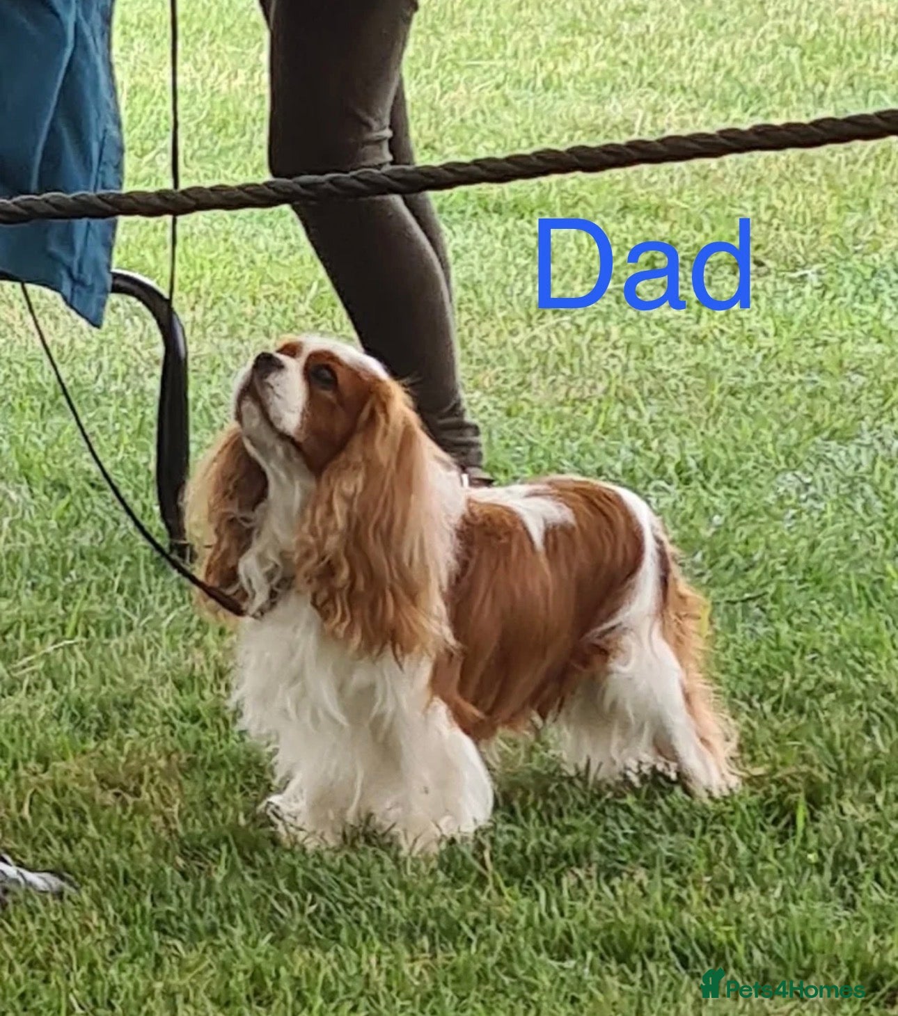 Cavalier King Charles Spaniel dogs 🐾Extensively health tested KC reg Cavalier pups🐾 - Advert 2