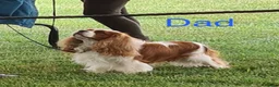 Cavalier King Charles Spaniel dogs for sale: 🐾Extensively health tested KC reg Cavalier pups🐾 - Advert 10