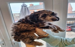 Sproodle dogs for sale: Sproodle Merle puppies  - Advert 25