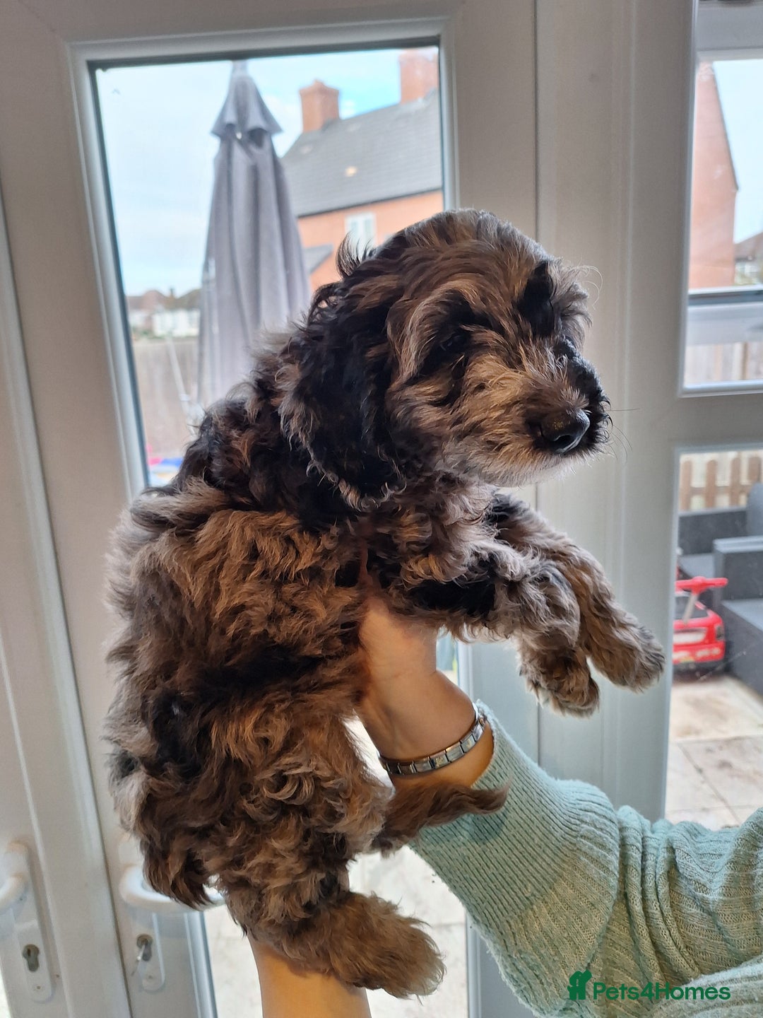 Sproodle dogs for sale: Sproodle Merle puppies  - Advert 25