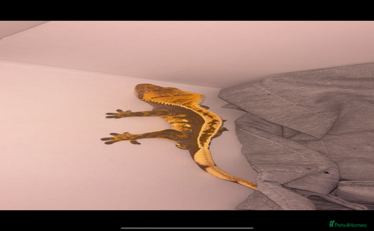 Gecko reptiles Crested Ghecko  - Advert 1