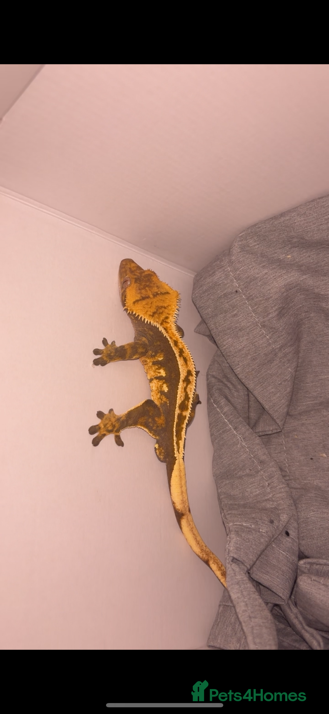 Gecko reptiles for sale: Crested Ghecko  - Advert 1