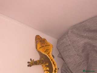 Gecko reptiles Crested Ghecko - Advert 1