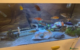 Cichlids fish for sale: Tank and fish  - Image 4