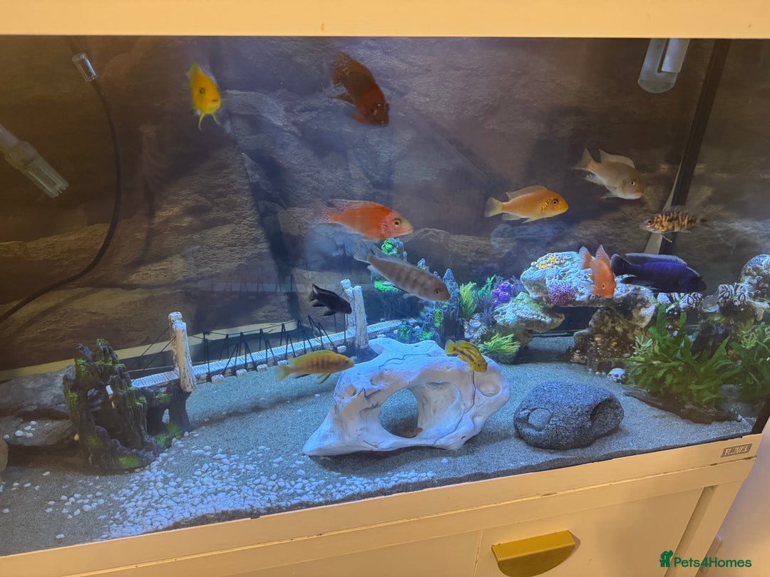 Cichlids fish for sale: Tank and fish  - Image 4
