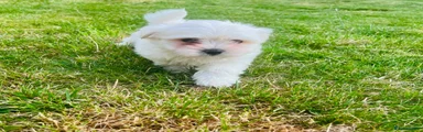 Maltese 3