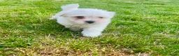 Maltese dogs for sale: Maltese puppies in Coventry - Advert 3