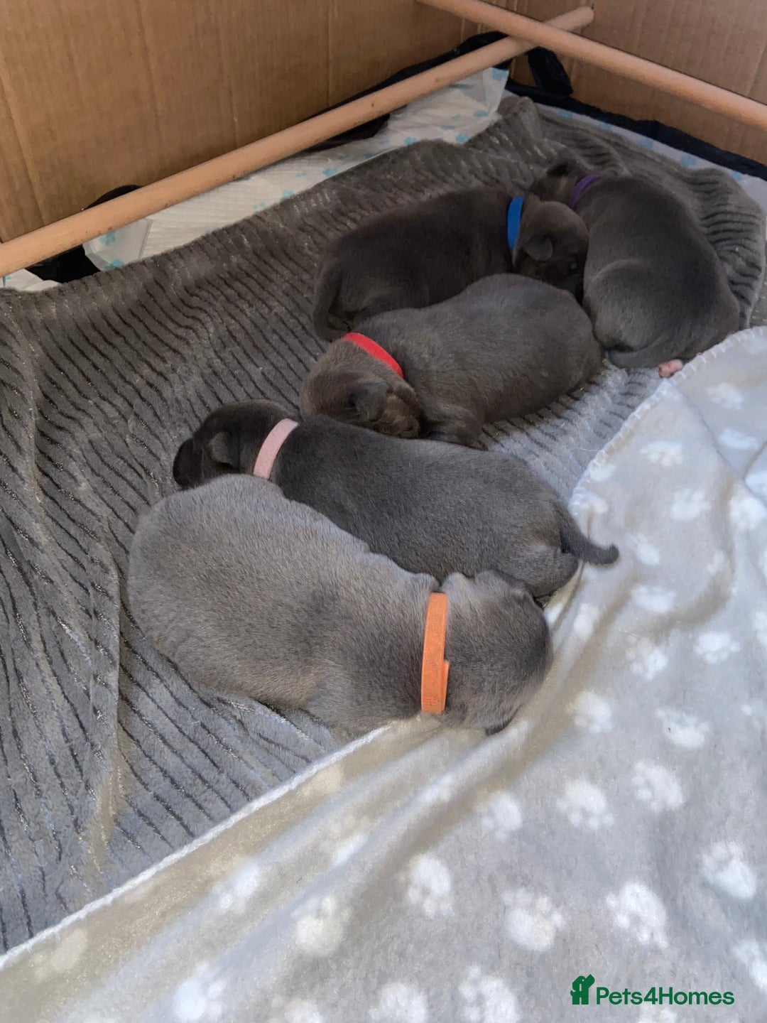 Staffordshire Bull Terrier dogs for sale: 4 Blue Staff Puppies Available  - Advert 3