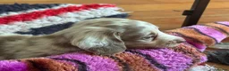 Miniature Dachshund dogs for sale: Long haired 🐶 fluffy 🐾 miniature dachshund pups in Sudbury - Advert 16