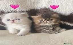 Persian cats for sale: GCCF PURE BRED PKD and PRA CLEAR PERSIAN EXOTICS  - Image 1