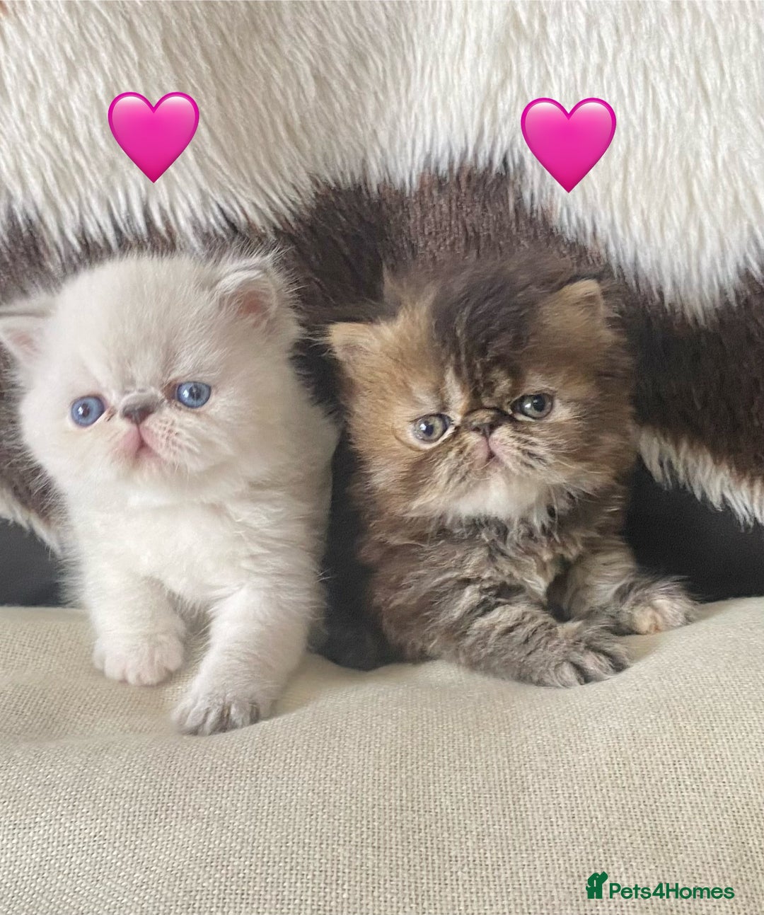 Persian cats for sale: GCCF PURE BRED PKD and PRA CLEAR PERSIAN EXOTICS  - Image 1
