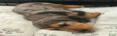 Dachshund 1