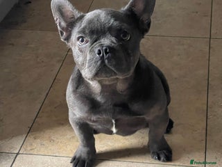 French Bulldog dogs French bulldog - Advert 4
