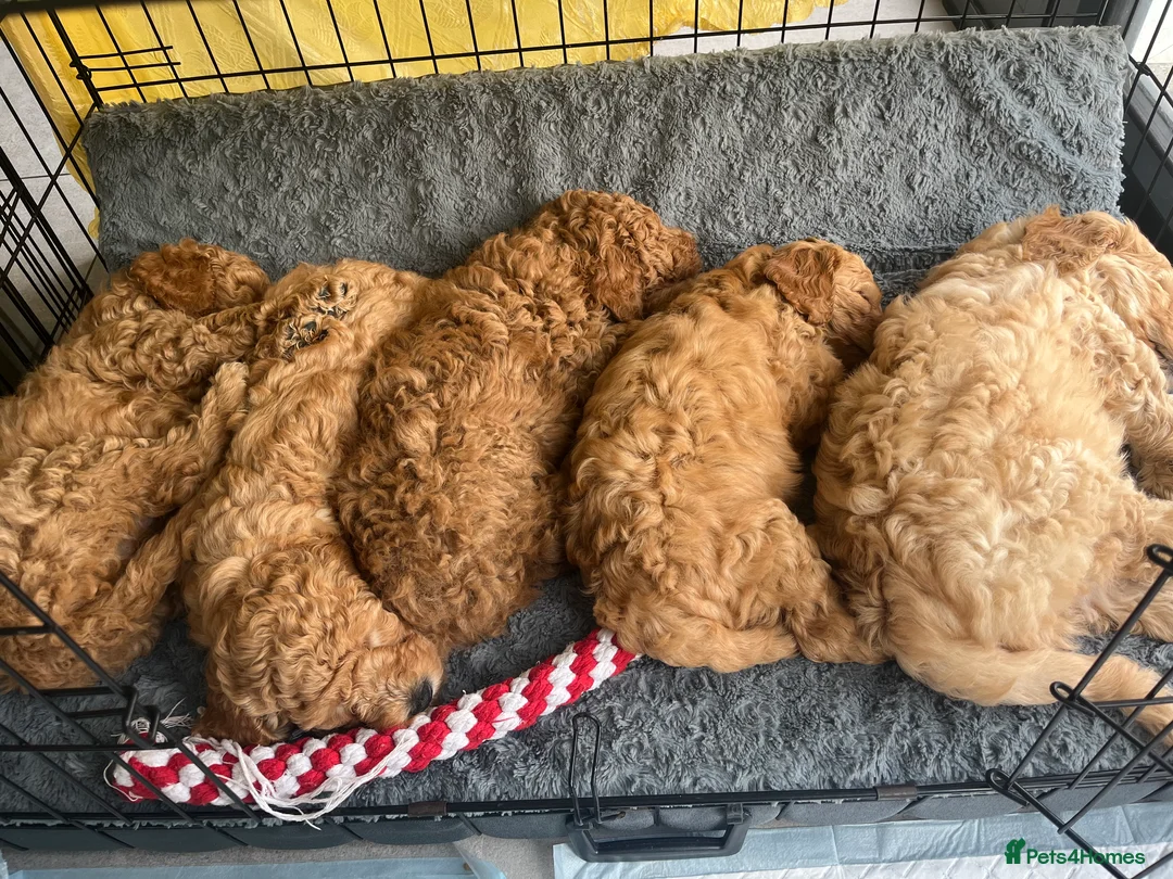 Mixed Breed dogs for sale: Australian Labradoodle Puppies (COMING SOON) - Advert 7