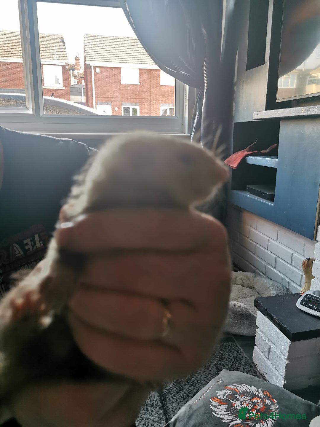 Ferret rodents for sale: Jill's  - Image 7