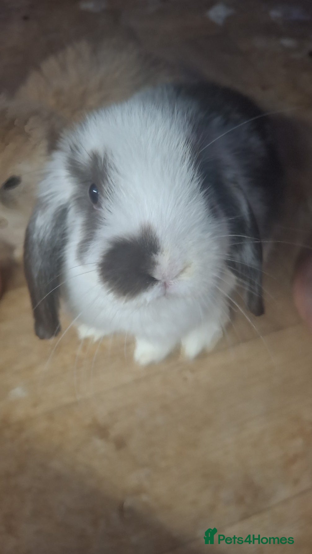 Mini Lop rabbits 4 beautiful mini lops ready to leave now. - Advert 2