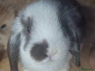Mini Lop rabbits 4 beautiful mini lops ready to leave now. - Advert 1