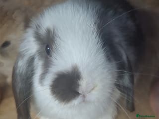 Mini Lop rabbits 4 beautiful mini lops ready to leave now. - Advert 4
