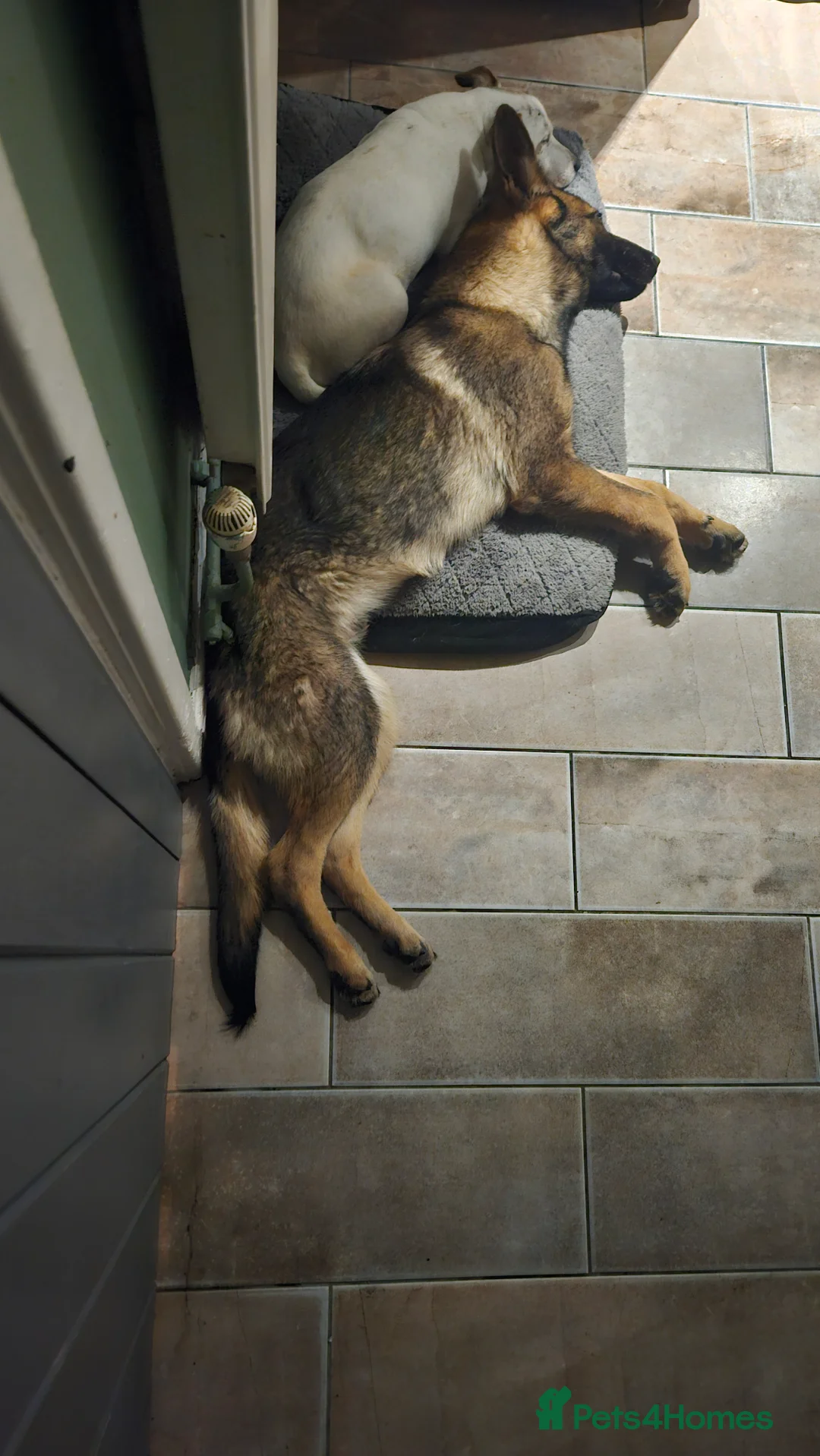 German Shepherd dogs for sale: German shepard  - Advert 2