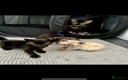 Bengal cats for sale: 4 Rare Tica Registered Bengal Kittens - Image 7