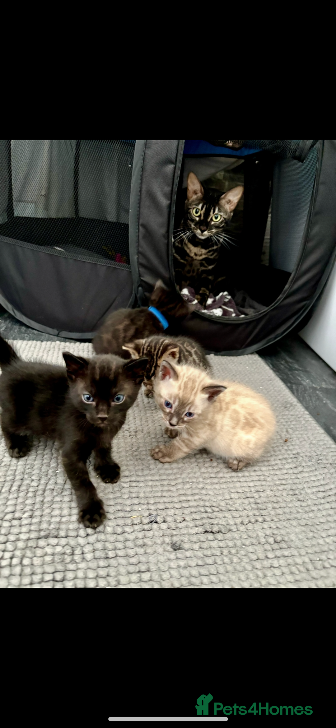 Bengal cats for sale: 4 Rare Tica Registered Bengal Kittens - Image 7