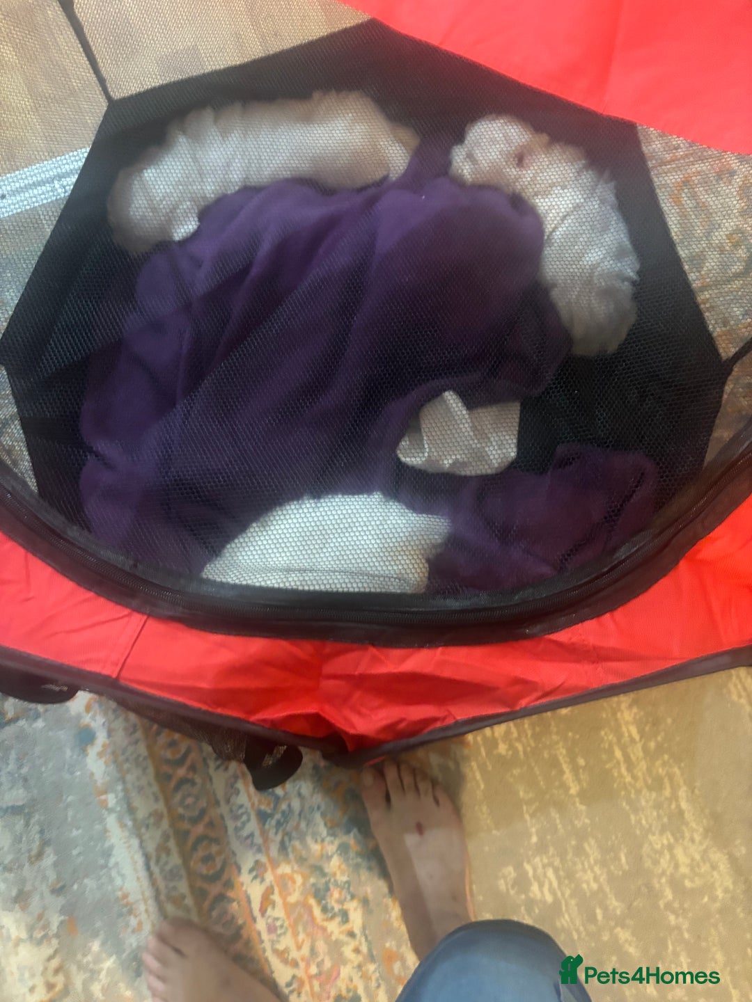 Bichon Frise dogs for sale: Three little puppies  - Image 4