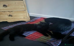 British Longhair cats for sale: Gorgeous Black Cats for New Loving Home  - Image 5