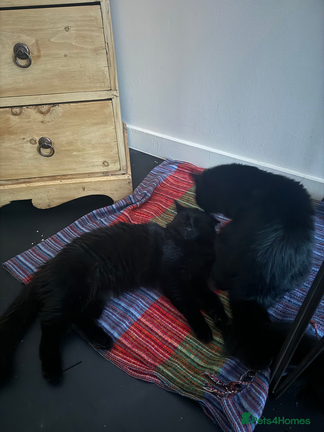 British Longhair cats for sale: Gorgeous Black Cats for New Loving Home  - Image 5