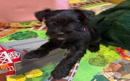 Miniature Schnauzer dogs for sale: Gorgeous KC Reg mini Schnauzers 1 black girl left  - Advert 1
