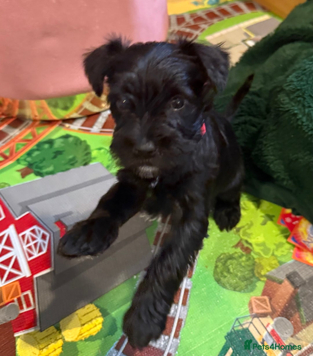Miniature Schnauzer dogs for sale: Gorgeous KC Reg mini Schnauzers 1 black girl left  - Advert 1