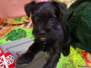 Miniature Schnauzer dogs Gorgeous KC Reg mini Schnauzers 1 black girl left - Advert 5