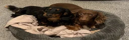 Miniature Dachshund dogs for sale: Stunning KC Reg Long-Haired Mini Dachshund Puppies in Sheffield - Advert 11