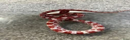 Corn Snake reptiles for sale: Baby Corn Snakes 🐍  - Advert 7